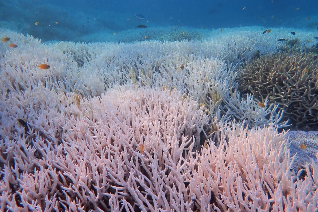 Bleached corals stand near Heron Island off Queensland, Australia. Photo: dpa
