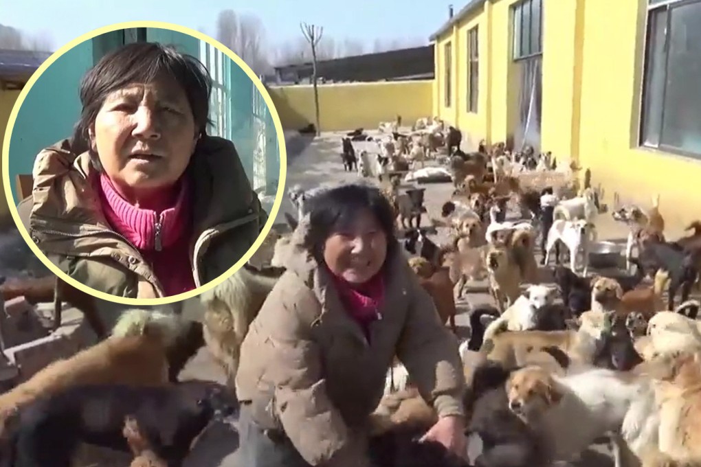 The story of a 66-year-old woman in China who has spent the past 15 years looking after thousands of stray dogs and cats, sacrificing her family life and running up debts of US$70,000 in the process, has captivated mainland social media. Photo: SCMP composite/Weibo