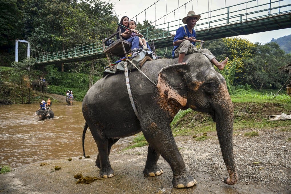 Tourists riding elephants at the Maetaeng Elephant Park, in Chiang Mai province, Thailand. Separated from their mothers, jabbed with metal hooks, and sometimes deprived of food, Thai elephants are tamed by force. Up to 5.5 billion wild animals are being farmed globally in terrible conditions and exploited for tourism. Photo: AFP