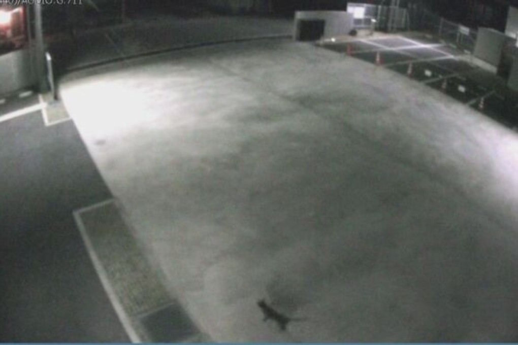 Security camera footage captured a cat entering the Nomura Plating factory in Hiroshima prefecture, Japan. Photo: YouTube/日テレNEWS