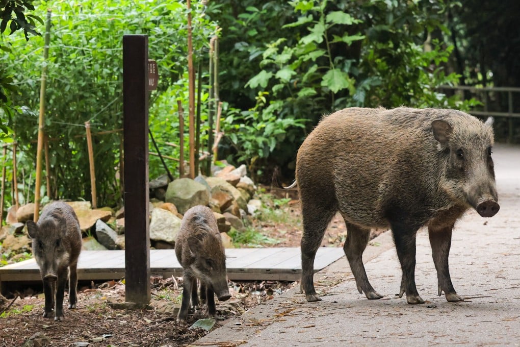 Wild boars forage in Aberdeen Country Park. On average, 41 boars were culled each month last year, an increase over 24 in 2022. Photo: Jelly Tse