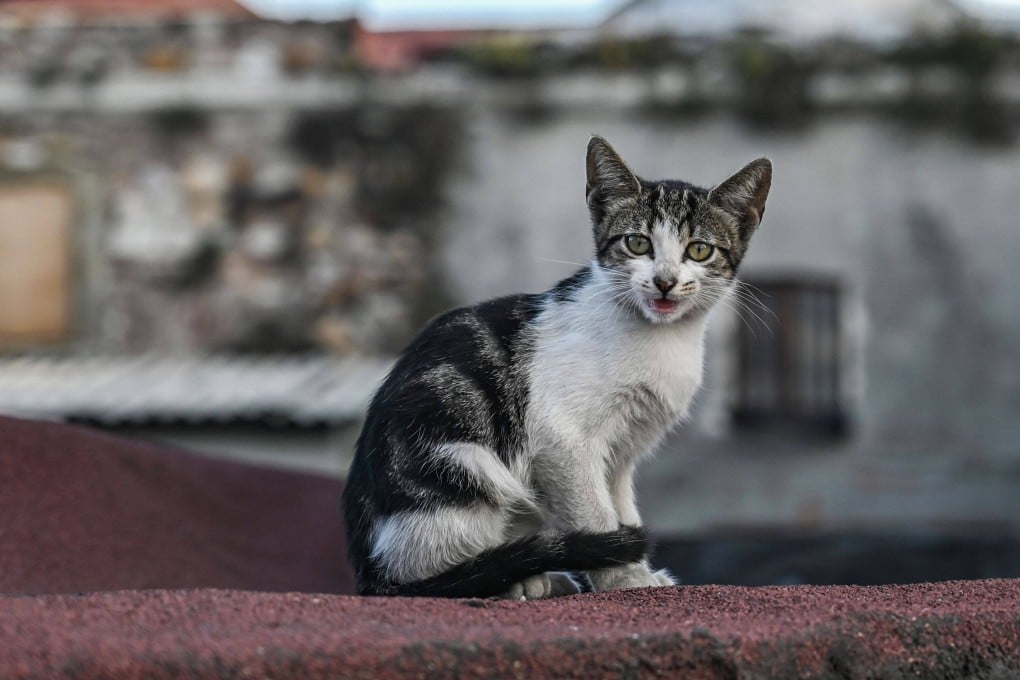 A stray cat sits on a roof in Istanbul in September 2019. Photo: AFP/File