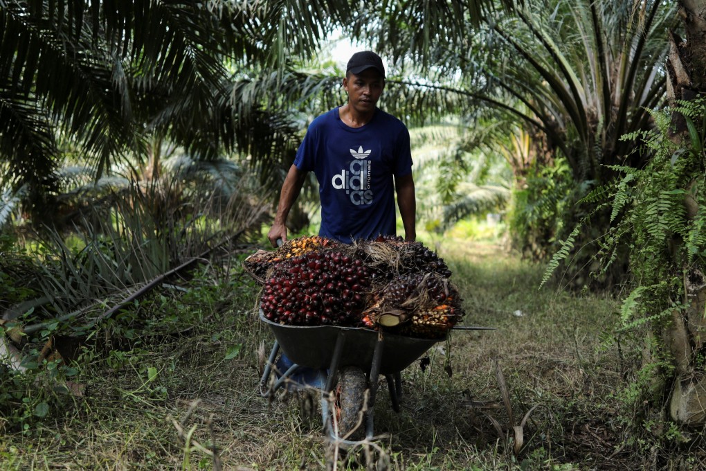 A migrant worker collects bunches of palm oil fresh fruit in Selangor in June 2022. Photo: Reuters