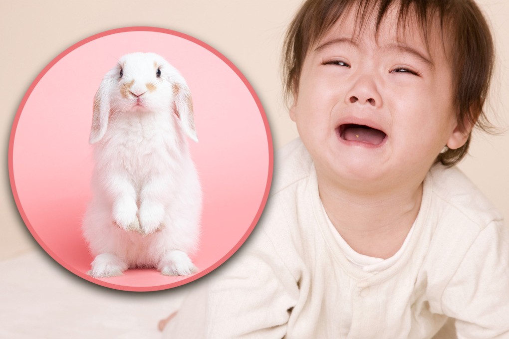 Doctors in China were unable to reattach the finger of a baby girl which was bitten off by her pet rabbit because her family forgot to bring the severed digit to the hospital. Photo: SCMP composite/Shutterstock