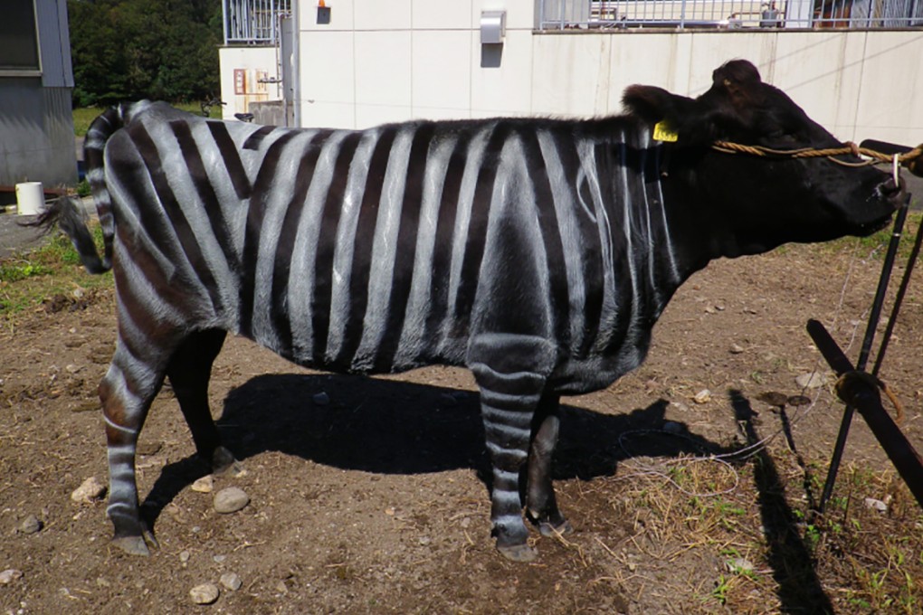 A black-and-white striped cow. Photo: Kojima et al