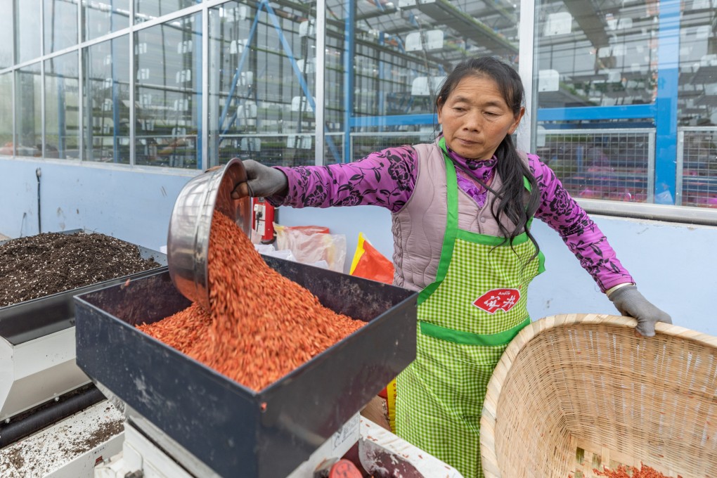 A worker pours rice seeds at an intelligent seedling breeding base in Shuangxing village of Xianlong town in southwest China’s Chongqing. Photo: Xinhau