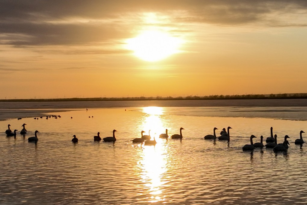 Migratory birds at the Wolong Lake wetland in Shenyang, in China’s northeast Liaoning province, on March 12. Data suggests a population drop of more than 42 per cent in migratory bird species using the East Asian-Australasian Flyway, thanks in large part to habitat destruction and degradation. Photo: Xinhua