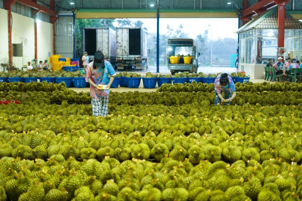 Staff label durians to be exported to China at a processing plant in Dak Lak province, Vietnam, last year. Photo: Xinhua
