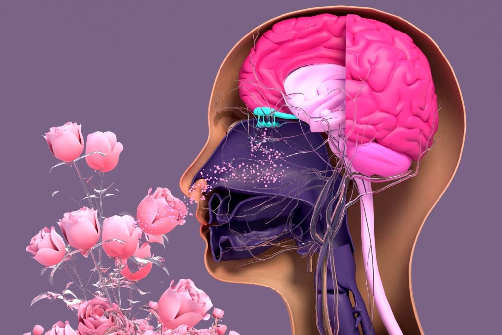 The close physical connection between the regions of the brain linked to memory, emotion and our sense of smell may explain why we associate smells with certain emotional memories - which can be beneficial to our health and even reduce stress. Photo: Shutterstock