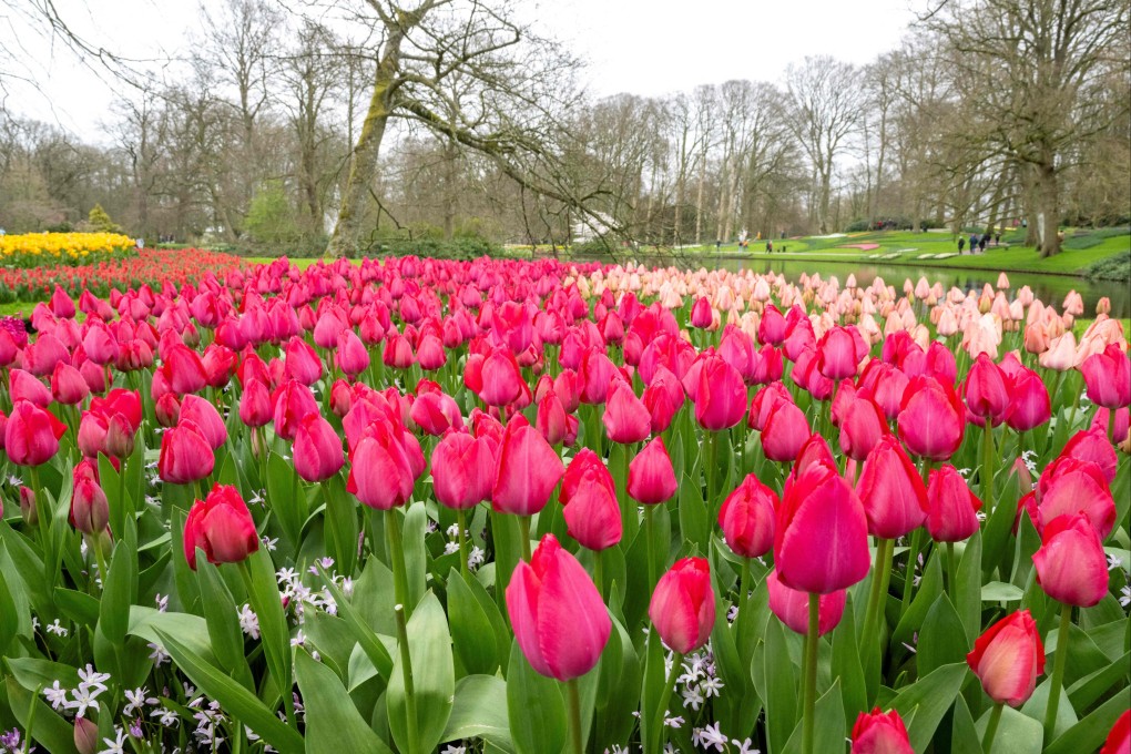 Tulips at Keukenhof Park near Amsterdam. The world’s biggest tulip garden marks its 75th edition this year with a display of seven million blooms. Photo: AFP