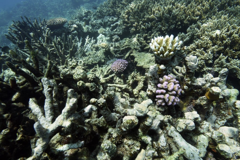 Coral on Moore Reef is visible in the Gunggandji Sea Country off the coast of Queensland, Australia. The UN body that regulates the world’s ocean floor could open the international seabed for mining, including for materials vital for the green transition. Conservationists worry that ecosystems will be damaged. Photo: AP