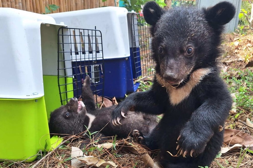 Endangered Asiatic black bear cubs experience touching grass for the first time at Luang Prabang Wildlife Sanctuary after their rescue. Photo: Free the Bears / Handout via AFP