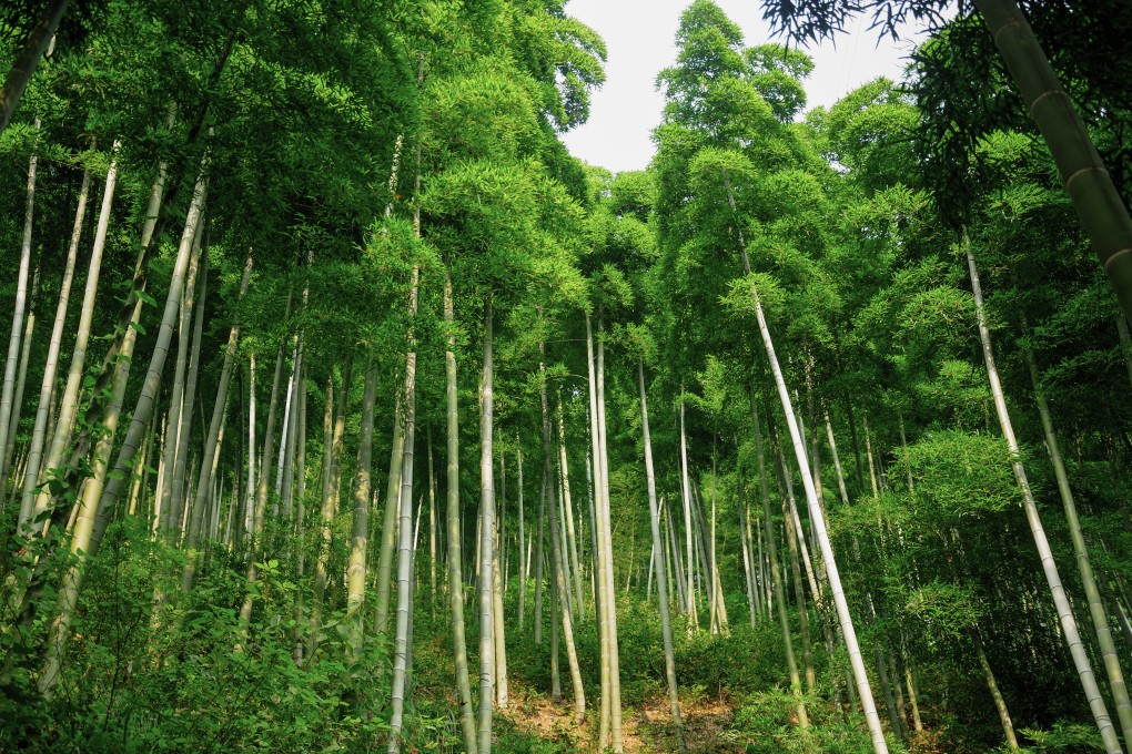 As a crop, bamboo is fast-growing, plus has multiple uses including as food and timber. Photo: Shutterstock
