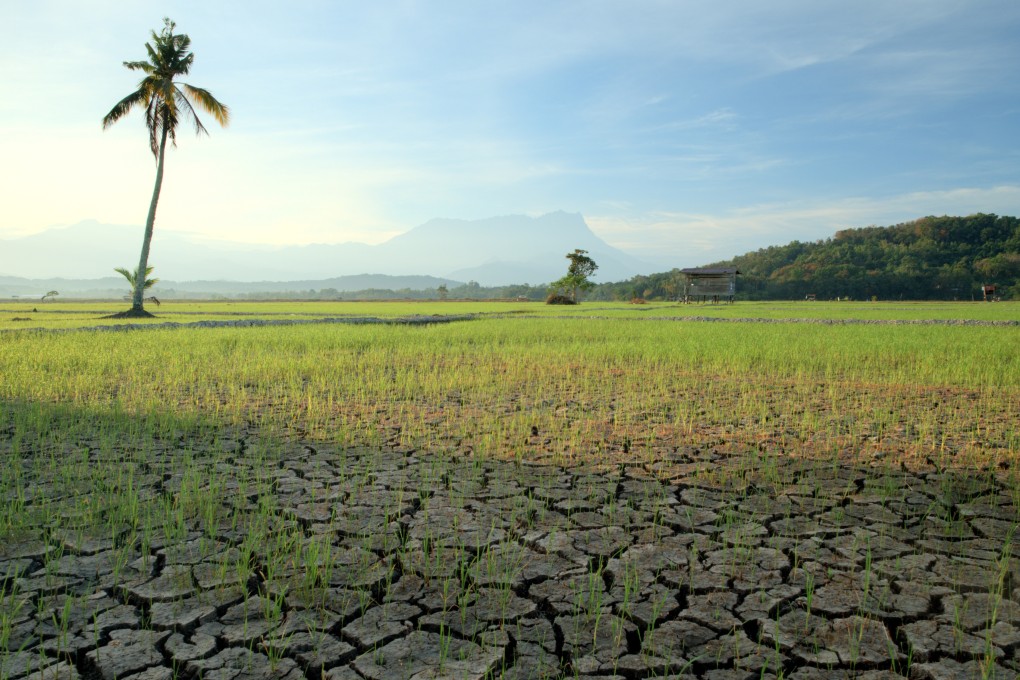 Cracked soil is seen in a dried-out paddy field in Malaysia’s Sabah state. A drought in the state, driven by El Nino conditions that bring prolonged hot and dry weather, has been made worse by old, failing water infrastructure. Photo: Shutterstock