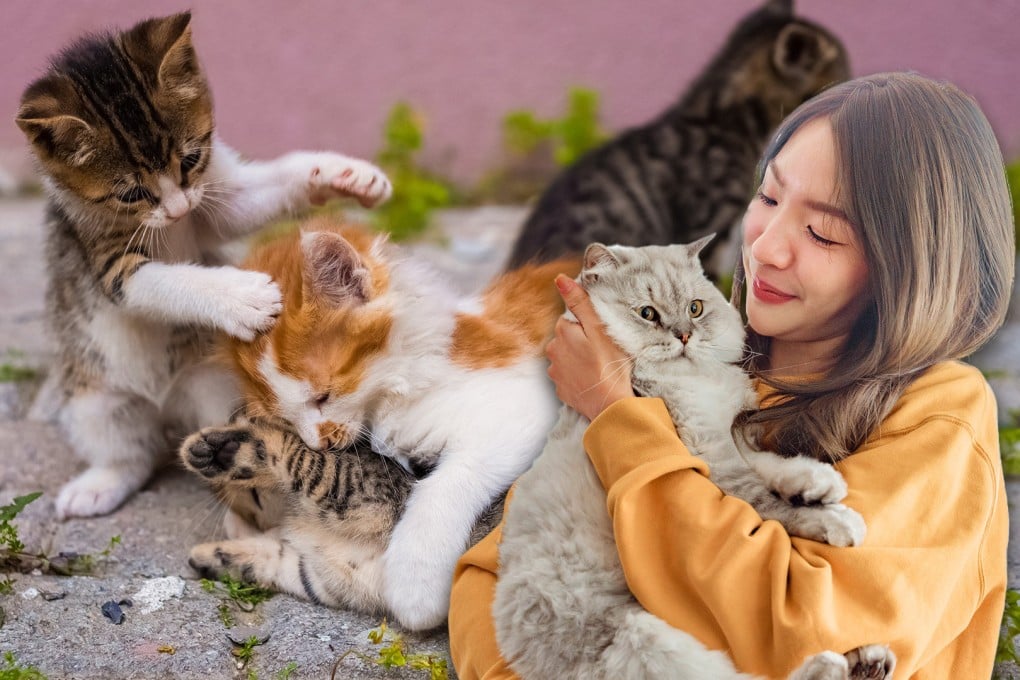Some pet shops in China have come under attack for offering customers “free” pure-breed adoptions which tie them into costly, long-term pet-product spending plans and end up costing more than buying the animal outright. Photo: SCMP composite/Shutterstock