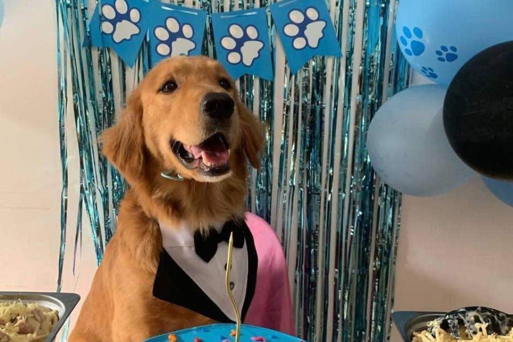 Killua, a three-year-old Golden Retriever in Camarines Sur, Philippines, was found dead inside a sack by its owner after a neighbour admitted to killing him. Photo: Vina Arazas