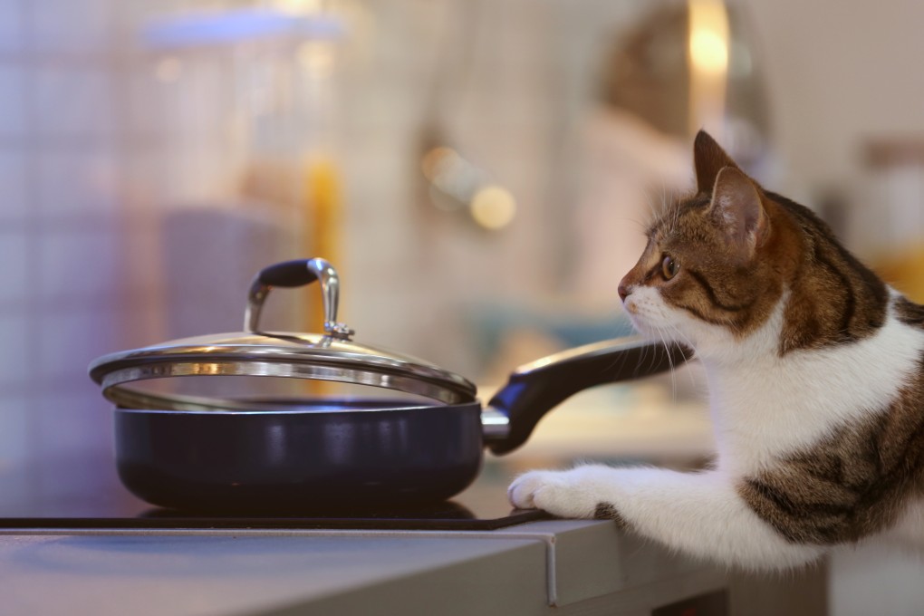 A study in Japan found that 61 house fires in the last decade could be linked to pets accidentally starting the blazes. Photo: Shutterstock