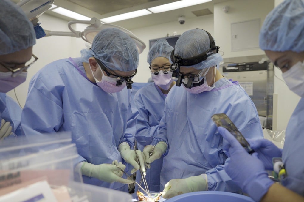 Before pig organs can be routinely used in human organ transplant operations, ethical questions must be addressed. Photo: AP