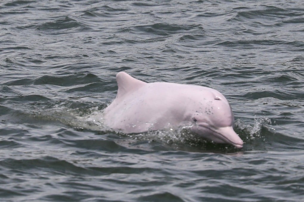 A Chinese white dolphin is seen in Lantau waters in August 2023. Photo: Xiaomei Chen