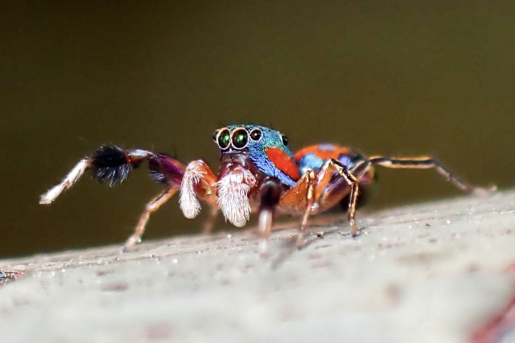 The museum is hoping to raise awareness of spiders’ importance to the wider eco-system. Photo: Hong Kong Biodiversity Museum