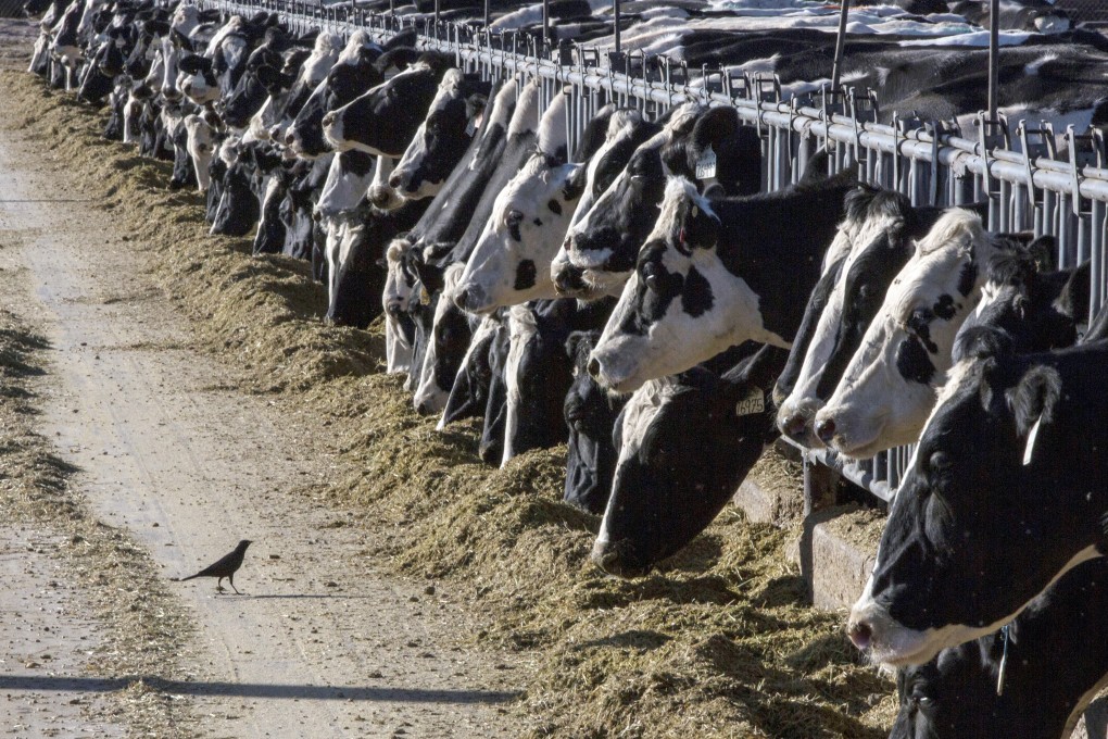 Herds of cows in US states including Texas and Kansas have tested positive for bird flu in recent days. Photo: AP