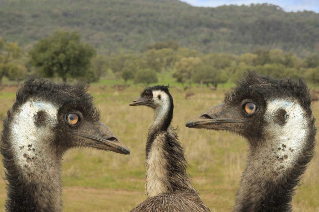 Using a large-scale genome analysis, scientists have found that most present-day groups of birds emerged within 5 million years after dinosaurs went extinct. Photo: Shutterstock