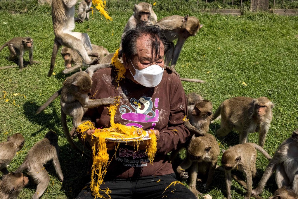 Macaque monkeys climb over a man as he serves them desert outside the Phra Prang Sam Yod temple during the annual Monkey Buffet Festival in Lopburi province. Photo: AFP