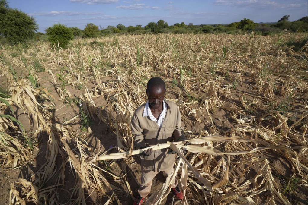 A farmer in Mangwe district in southwestern Zimbabwe. The country declared a drought disaster on Wednesday. File photo: AP