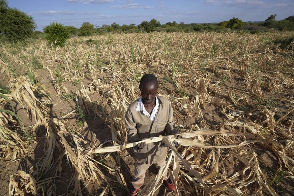 A farmer in Mangwe district in southwestern Zimbabwe. The country declared a drought disaster on Wednesday. File photo: AP