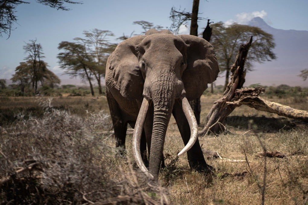 A bull elephant roams in Kimana Sanctuary in Kenya in September 2022. There have been at least two elephant attacks in African parks in recent days. Photo: TNS