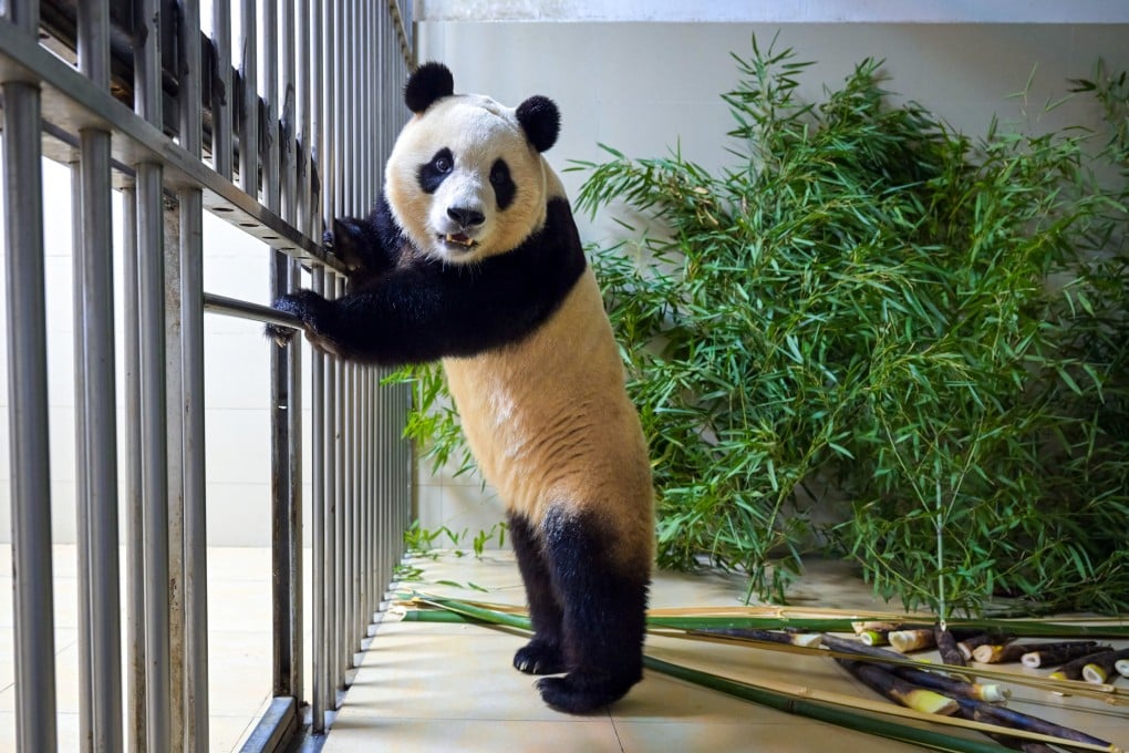 Fu Bao will spend a month in quarantine at the Shenshuping giant panda base in Sichuan province. Photo: Xinhua