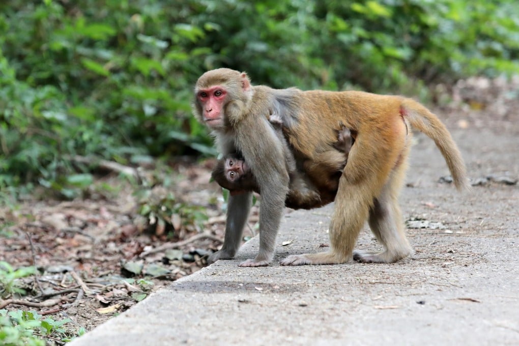 Wild monkeys in Hong Kong. Authorities have urged residents to keep their distance from the animals. Photo: Felix Wong