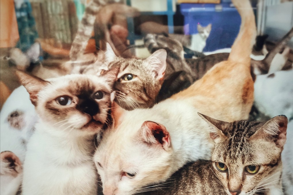 The couple lived with 159 cats and seven dogs in a flat in Nice, France. Stock photo: Shutterstock