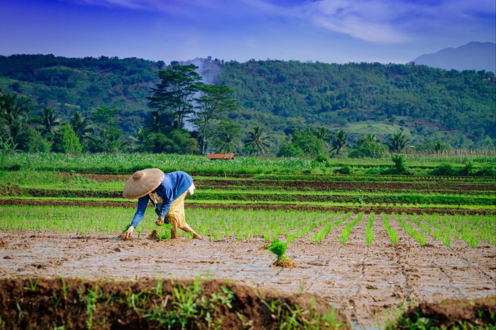 An Indonesian farmer plants paddy rice in a field in West Java. Photo: Shutterstock