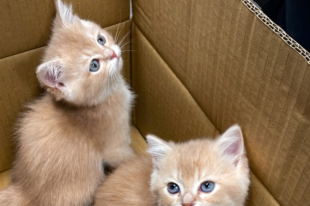 Customs officers have seized seven pedigree pets suspected to have been smuggled into Hong Kong. Photo: Handout