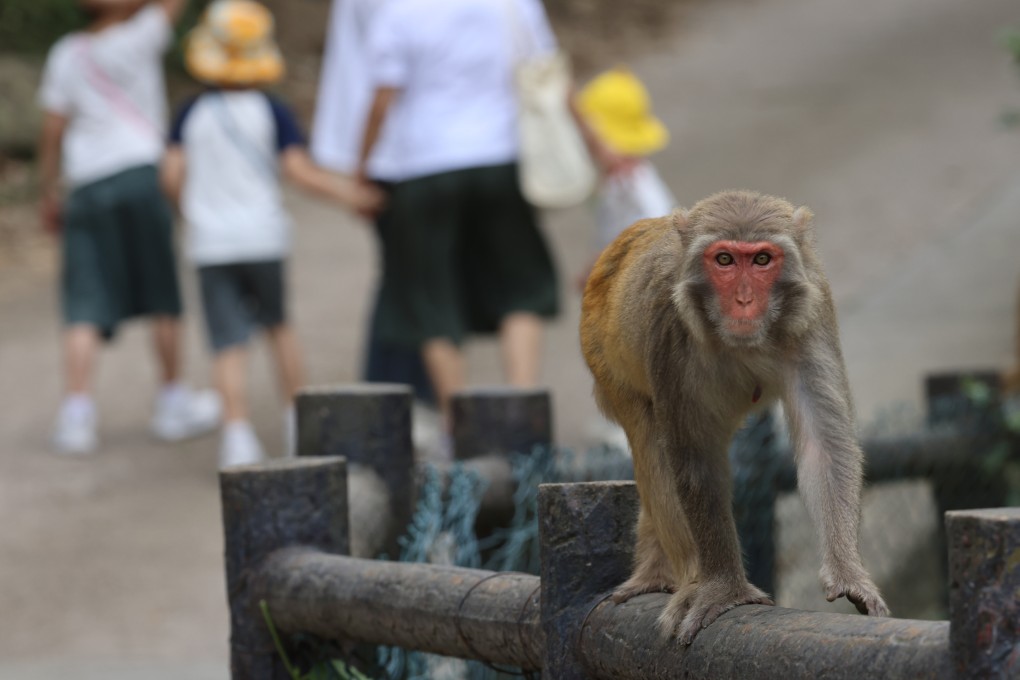 A monkey on a railing at the Kam Shan Country Park. Some hikers say they have seen fewer of the animals in the area recently. Photo: Dickson Lee