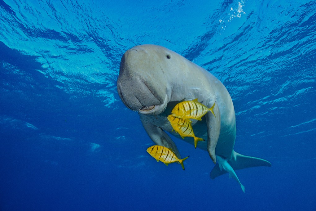 Mozambique is an unsung gem of African tourism. The Bazaruto Archipelago offers a chance to get up close to a wide range of marine life – including the elusive dugong (above) – without being too invasive. Photo: Getty Images