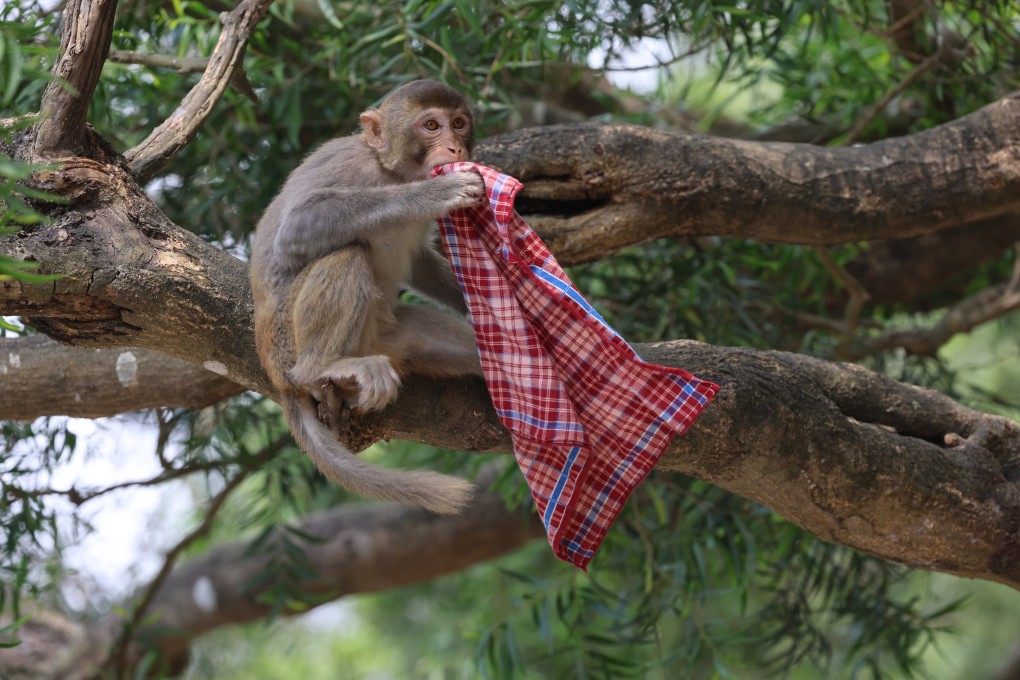 Making eye contact or eating in front of a wild monkey can provoke them to attack, an official has warned. Photo: Dickson Lee