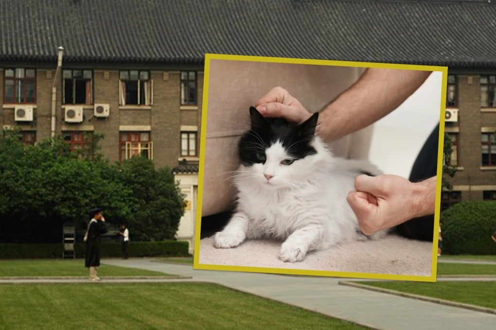 An academically gifted man has been rejected for admission to a top university in China because of his history of abusing cats. Photo: SCMP composite/Shutterstock/Wikipedia