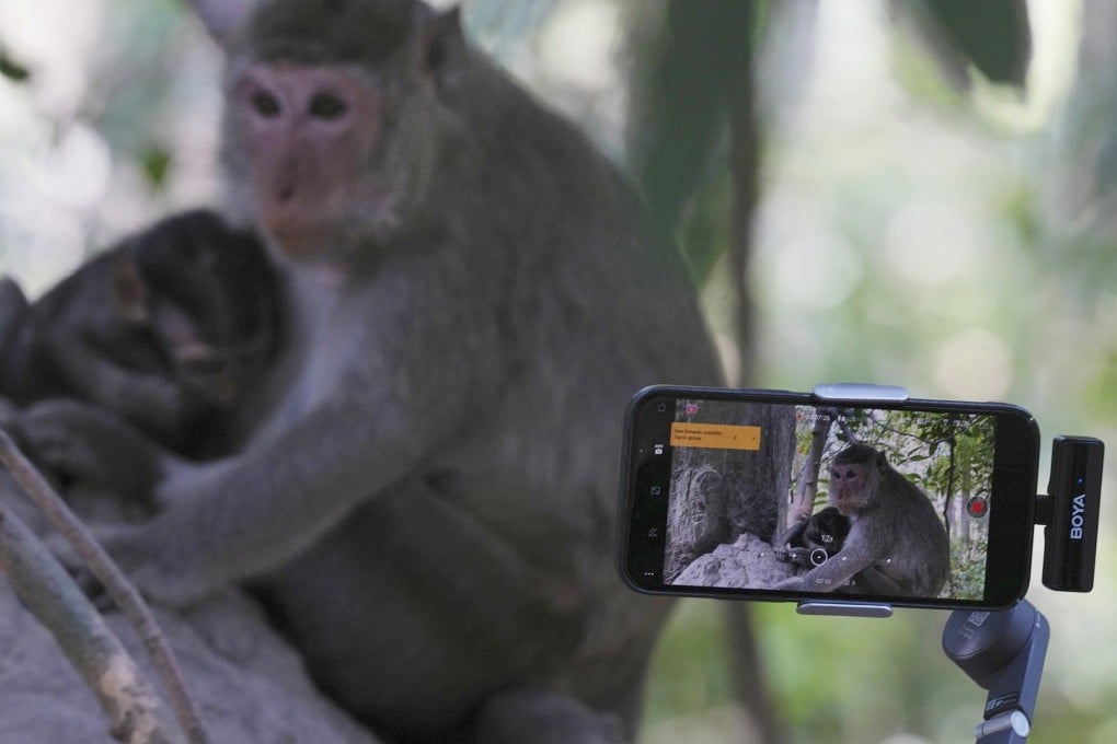 YouTuber Ium Daro, who started filming Angkor monkeys about three months ago, follows a mother and a baby along at Angkor Wat, Cambodia. Photo: AP