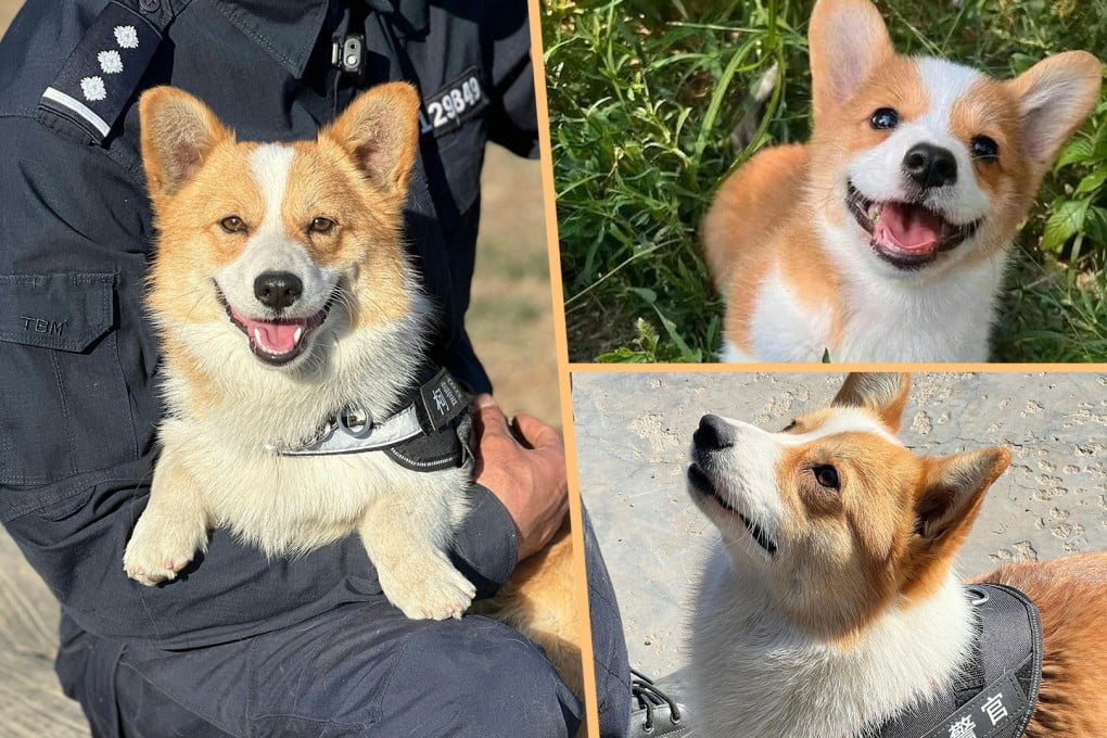China’s first Corgi police dog has made its public debut and has been hailed for its explosive detection work due to its ability to work well in tight spaces. Photo: SCMP composite/Weibo