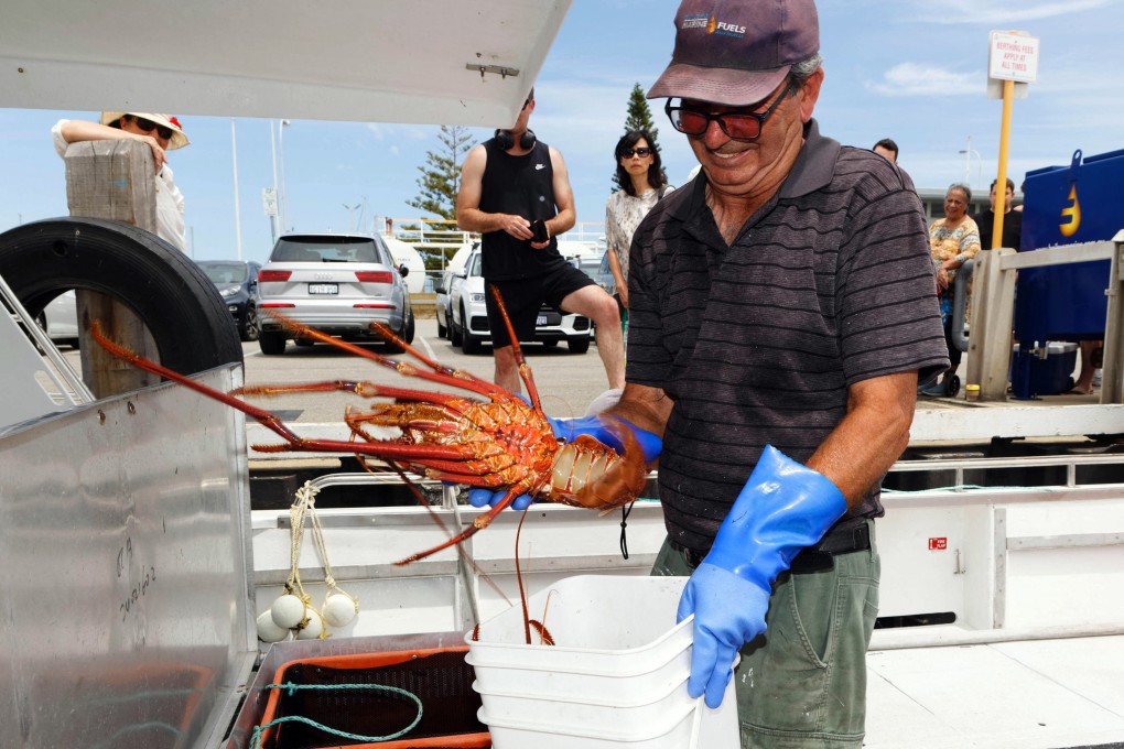 Curbs on Australian lobsters have been in place for more than three years. Photo: AFP