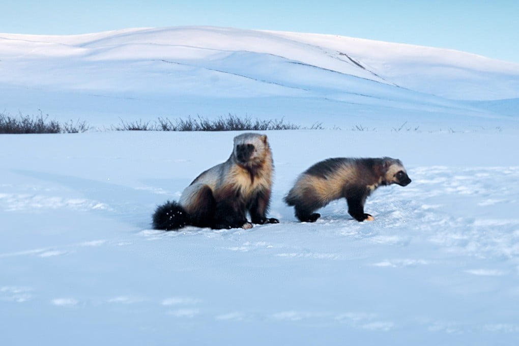 BBC Earth’s Mammals examines the lives and struggles of animals from wolves to snow leopards and wolverines (above). Photo: BBC Studios/Itamar Yairi