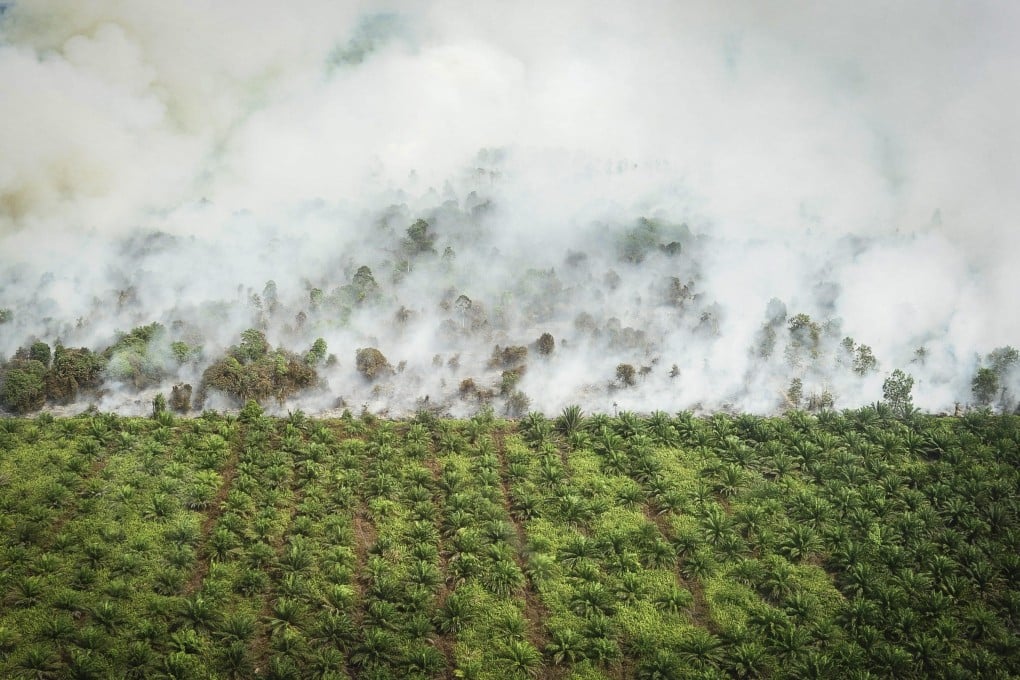 Issues with some forestry projects have dented confidence in carbon credits. Photo: EPA