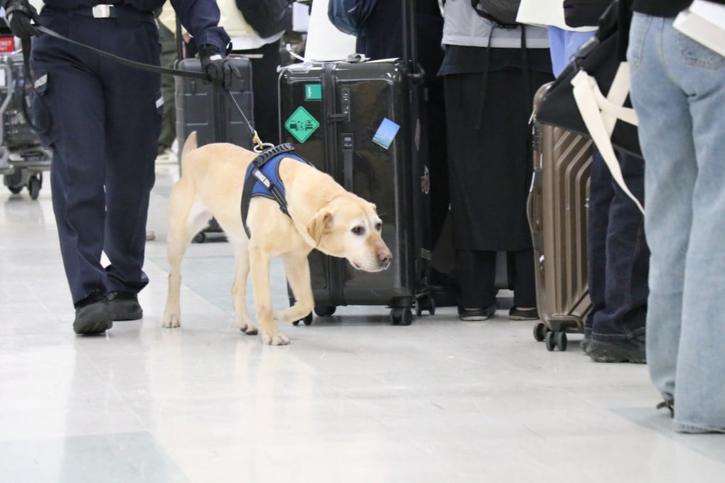 Japan’s “super” sniffer dog Melba. The Labrador retriever first began padding the arrivals halls at Tokyo’s Narita and Haneda international airports in 2017. Photo: Japan Customs