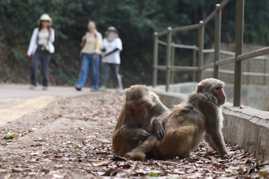 Monkeys are seen at Shing Mun Reservoir, New Territories. Photo: Yik Yeung-man
