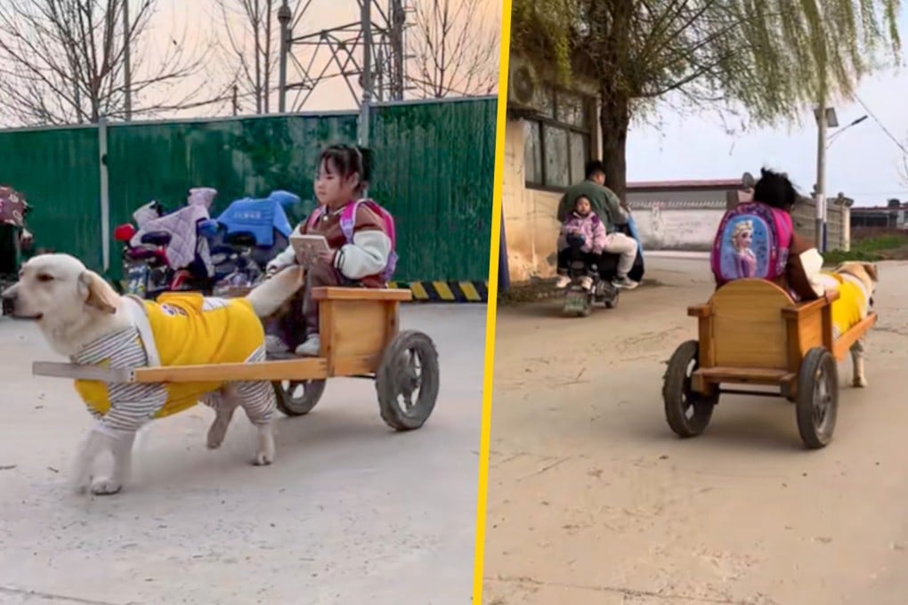 A ‘dog driver’ in China pulls a cart to pick up a girl from kindergarten as envious classmates dub the vehicle a “Rolls-Royce” for children. Photo: SCMP composite/Douyin