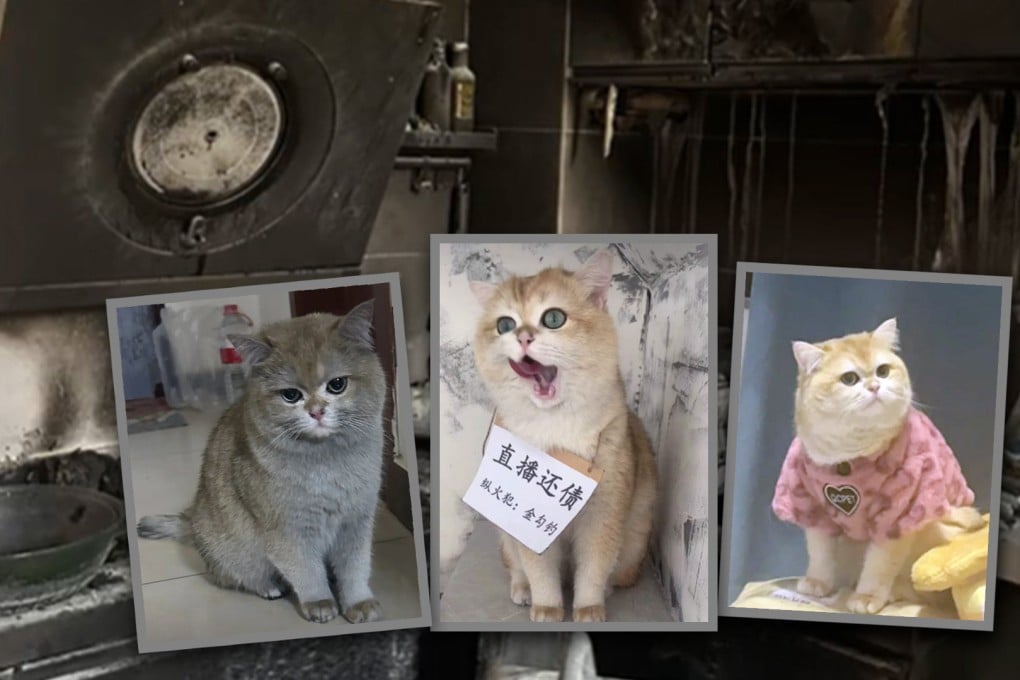 A clumsy cat in China that set fire to its owner’s home causing US$14,000 worth of damage after it accidentally switched on a cooker has become an online star. Photo: SCMP composite/Douyin