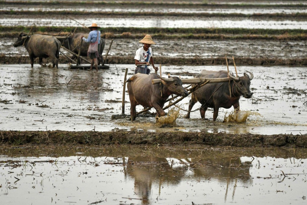 Men plough a rice paddy with buffaloes on the outskirts of Naypyidaw, Myanmar, on March 26. Increased agricultural trade with China could be a boon to Southeast Asian countries such as Myanmar, where agriculture provides a significant number of jobs. Photo: AFP