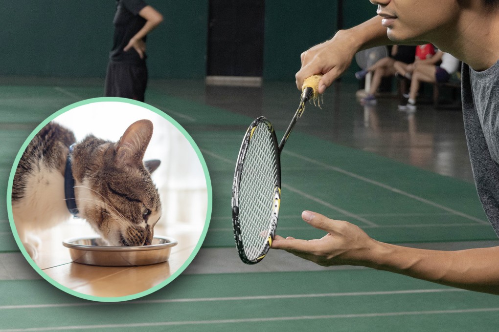 A court in China has ordered a man who fed a stray cat in a stadium to pay compensation after the feline caused a badminton player to trip up and injure himself badly during a game. Photo: SCMP composite/Shutterstock